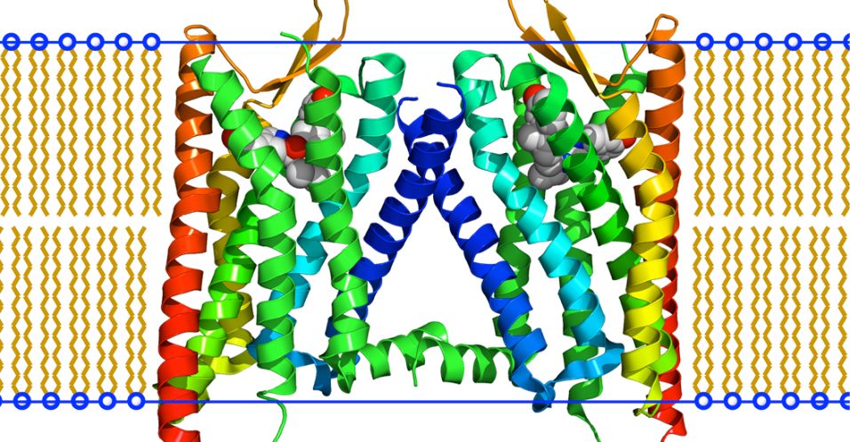 Structure of the human kappa opioid receptor created by Boghog, CC BY-SA 3.0 via Wikimedia Commons